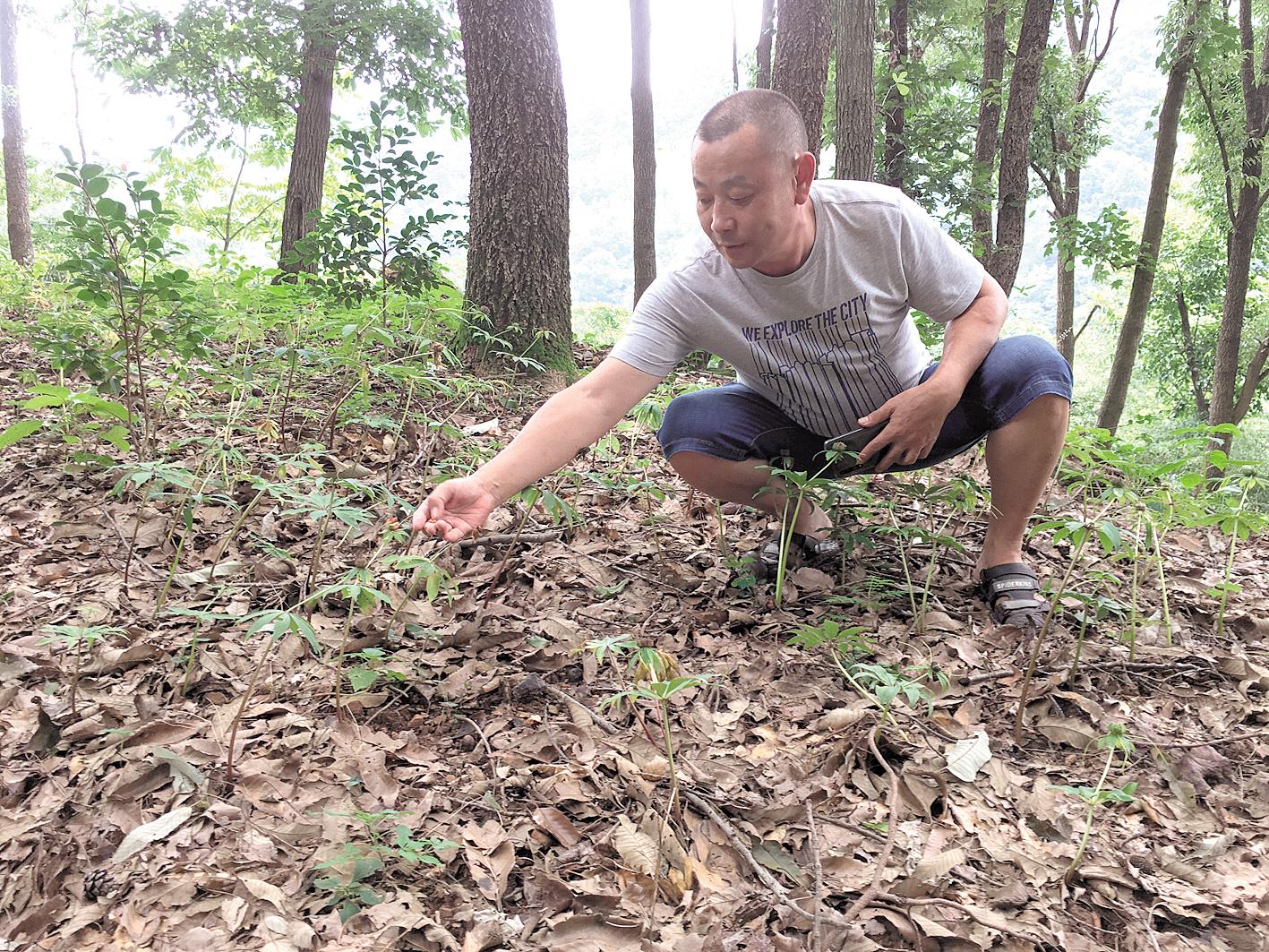 |苦药治“穷病” ——京山市祁家村的脱贫之路
