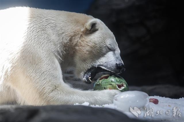 |极地动物花样消暑（组图）