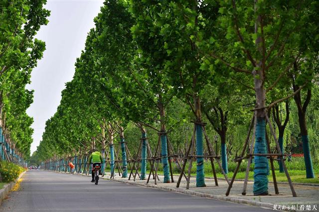 |为你挡住一道道火辣光箭，武汉新添8.4万株“绿伞”撑出清凉大道