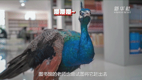 |神评论|这年头当孔雀的门槛都变高了