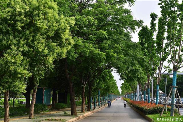 |为你挡住一道道火辣光箭，武汉新添8.4万株“绿伞”撑出清凉大道
