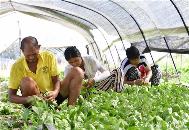 |一棵蔬菜的流通之旅：见过5000多个“凌晨4点的武汉”