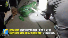 |神评论|这年头当孔雀的门槛都变高了