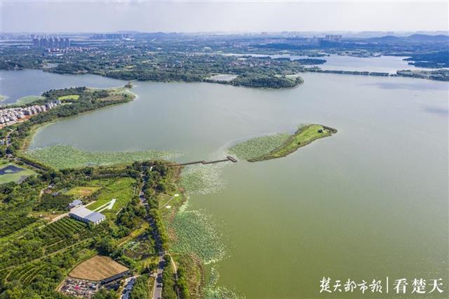 后官湖，一颗镶嵌在武汉西部的湿地明珠