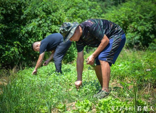 |正午“抢”鸡蛋，进山采板栗，“私厨教练”背后的汗水结成白霜