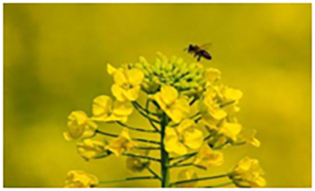 |【药师说健康】过敏那些事, 你了解多少? 系列一