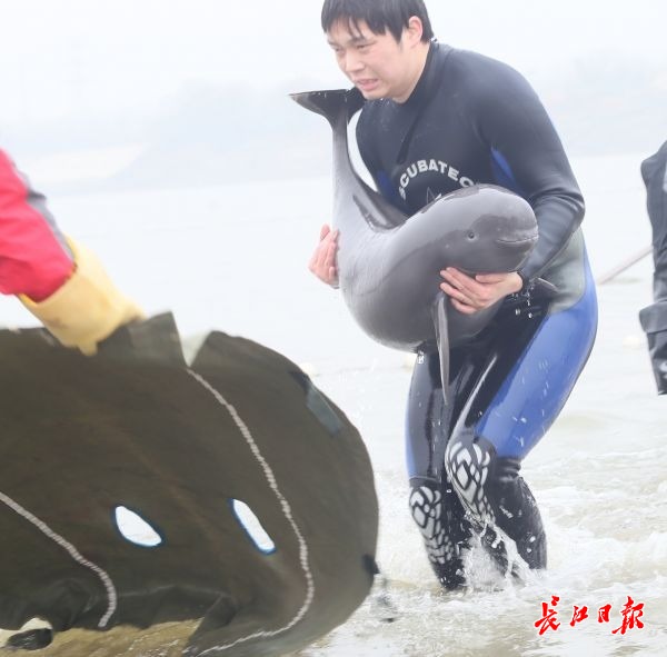 10多头江豚武汉城区江段戏水,非常罕见,传奇私服信息网 10多头江豚武汉城区江段戏水,非常罕见,传奇私服信息网