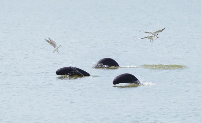 |昔日打鱼人变身护渔人，全身心守护母亲河精灵