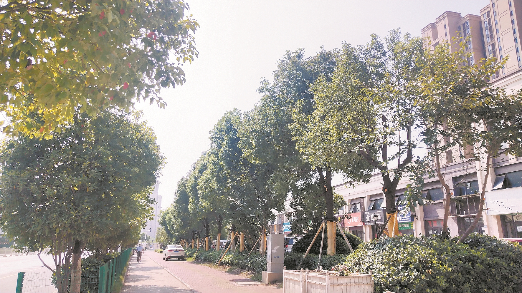 |商铺门口枝叶繁茂业主盼移树 物业称只能进行二次修剪