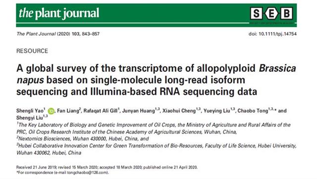 |中国农科院油料所破译油菜基因组密码 构建油菜基因转录数据库