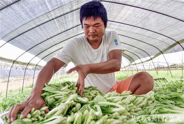 |一棵蔬菜的流通之旅：见过5000多个“凌晨4点的武汉”