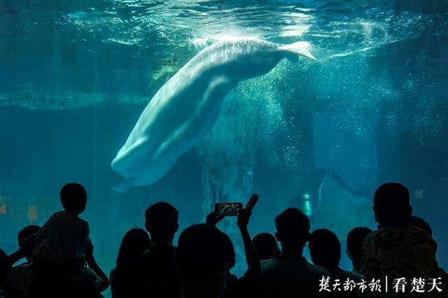 |极地海洋公园免费首日，游客络绎不绝