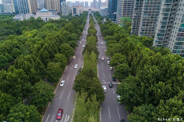 |为你挡住一道道火辣光箭，武汉新添8.4万株“绿伞”撑出清凉大道