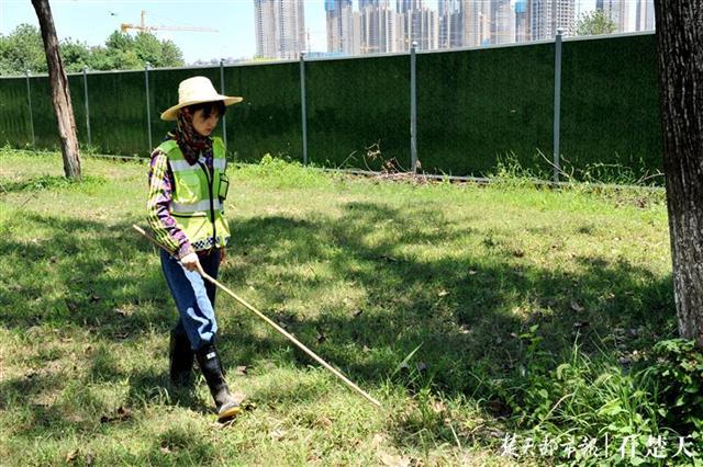 |一顶大草帽，一根长竹竿……武金堤上有群巾帼博士突击队