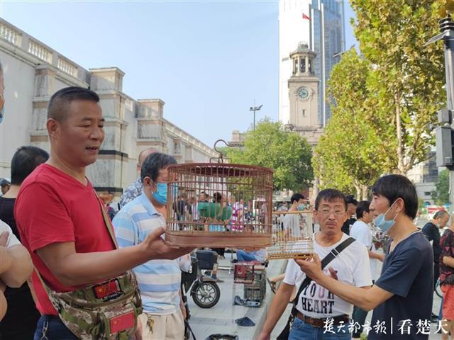 |千鸣百啭莺歌燕舞，武汉关玩赏鸟市场周末热闹非凡