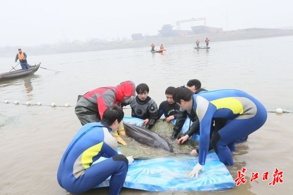 10多头江豚武汉城区江段戏水，非常罕见，传奇私服信息网