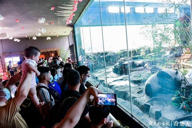 |“春俏”5岁，成年啦！竹子水果蛋糕庆生，猜它最先吃的啥？