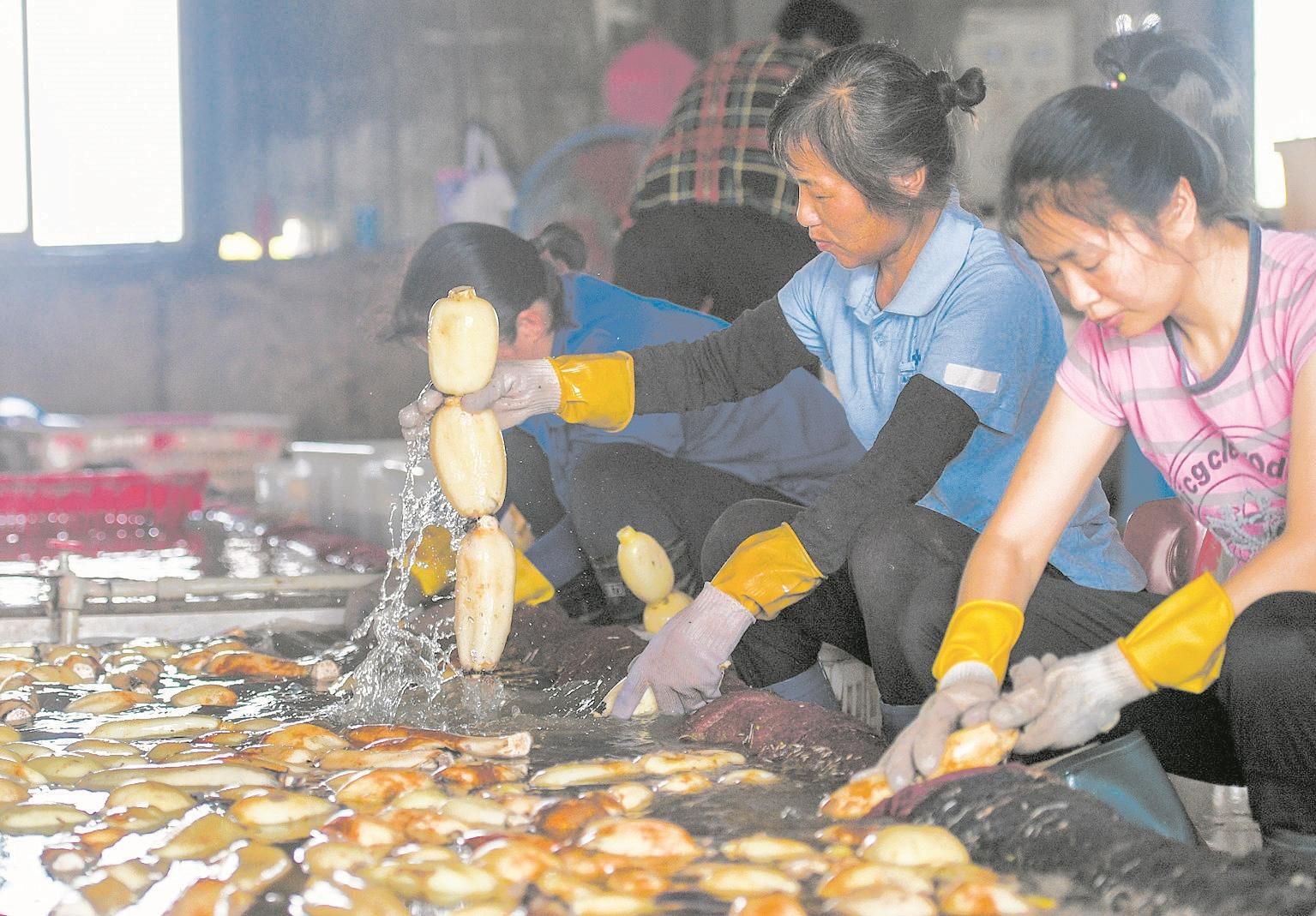 |移民村里的莲藕赛珍珠