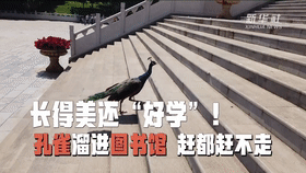 |神评论|这年头当孔雀的门槛都变高了