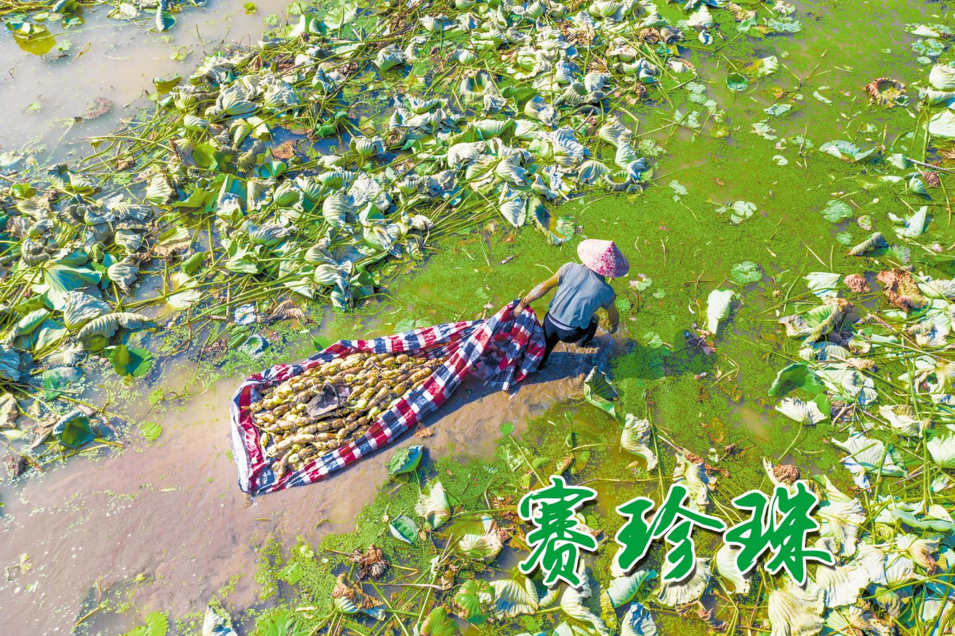 |移民村里的莲藕赛珍珠