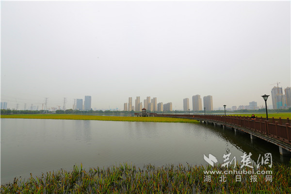 |从劣V类到IV类 武汉市杨春湖水质变化有秘诀