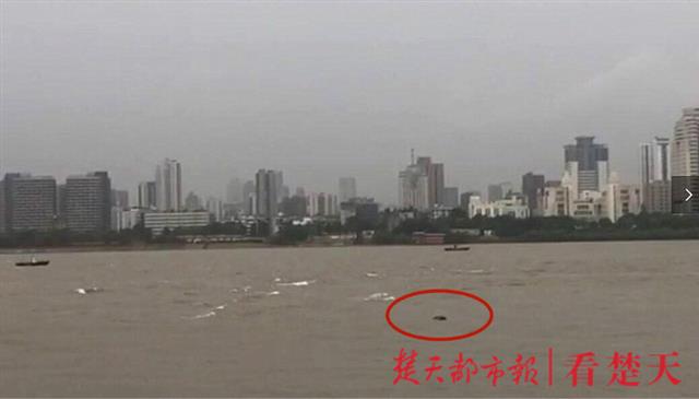 |刚刚！武汉长江里，江豚和黄鹤楼终于同框了！
