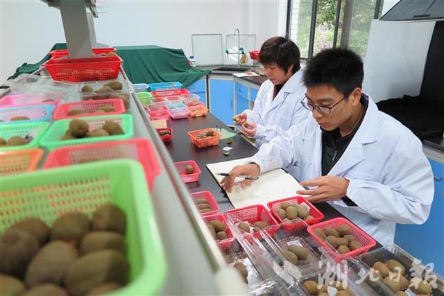 |猕猴桃试吃员招募！甜到犯规的、麻辣味的、带皮吃的……快来报名