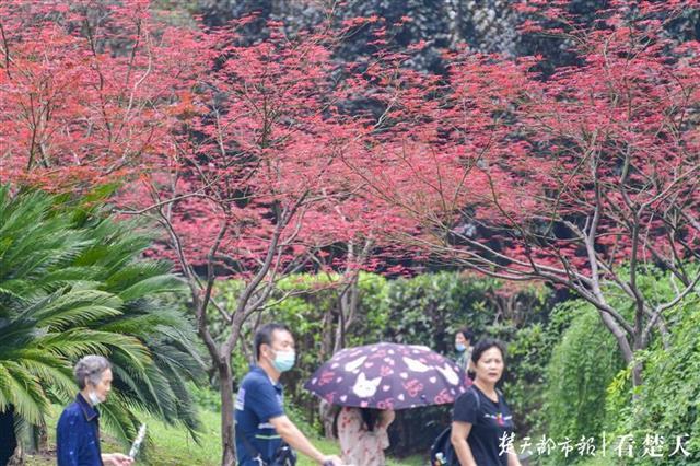 |枫叶流丹映霞红，行于画间好风景！快来中山公园赏红枫吧
