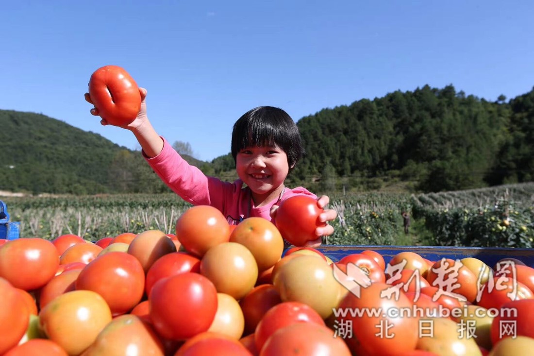 兴山榛子乡西红柿种出"红火"乡村振兴路-荆楚网-湖北日报网