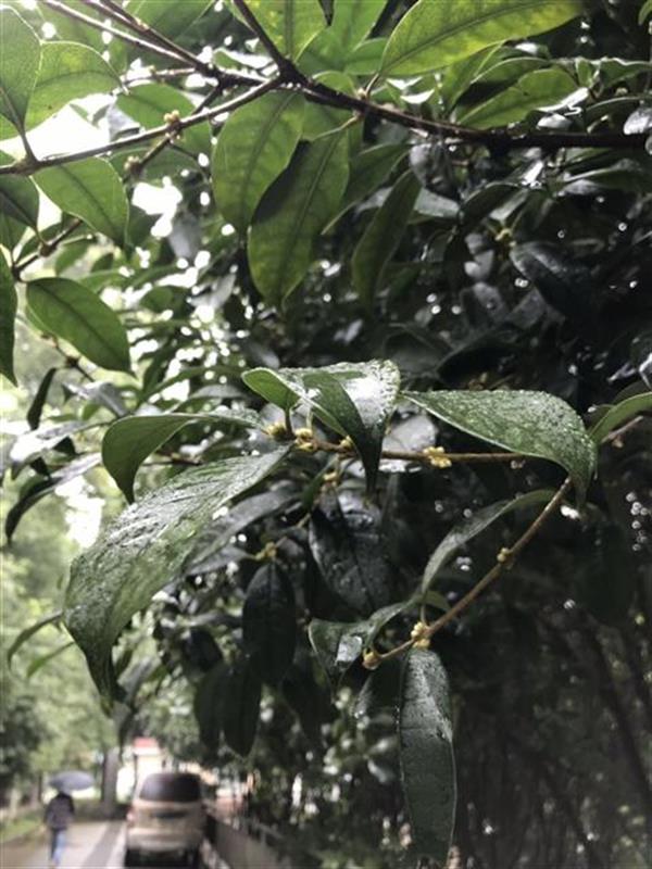 |秋分，湖北已提前入秋！只待满树桂花一笑开