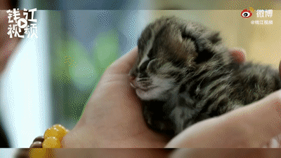 |神评论|家大业大，只是缺个厕所而已嘛！