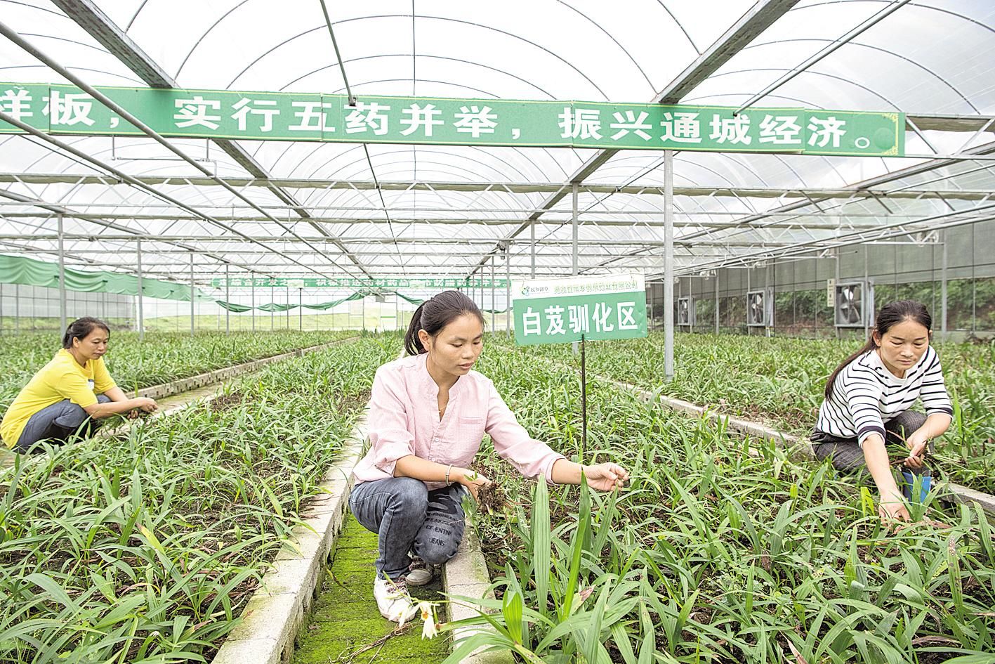 |幕阜山区走上绿色脱贫路