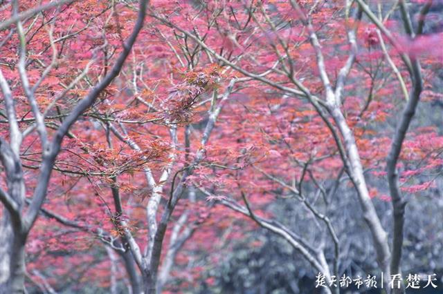|枫叶流丹映霞红，行于画间好风景！快来中山公园赏红枫吧