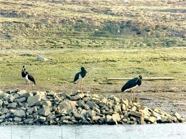 |越冬水鸟651305只湖北101个同步调查点“数鸟”结果公布