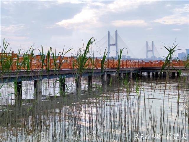 |晚风吹芦花，栈道信步长，汉口江滩观芦花栈道重开放