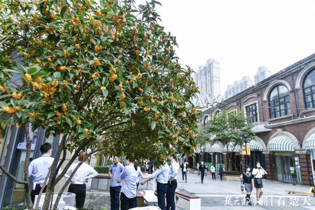 |国庆来武汉偶遇朵朵幸福小花吧！千万盆草花夹道欢迎，百余处街景缀花醉你心……
