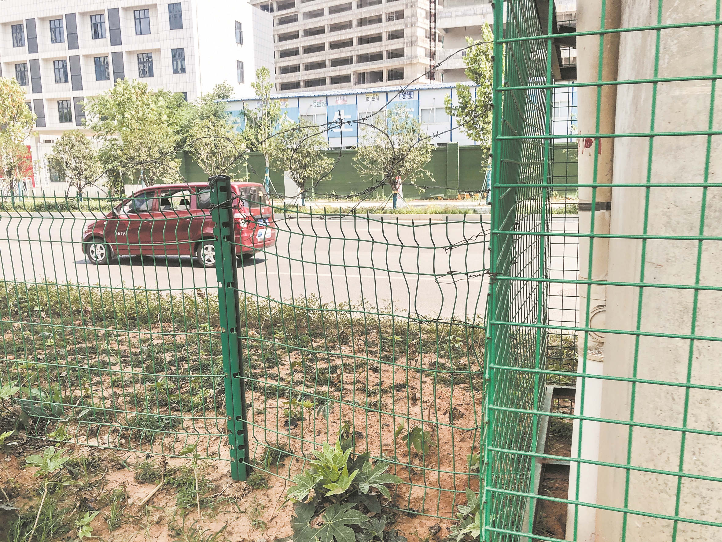 |800米路段无过街人行通道 行人无奈翻越绿化带过马路相关部门建议增设斑马线