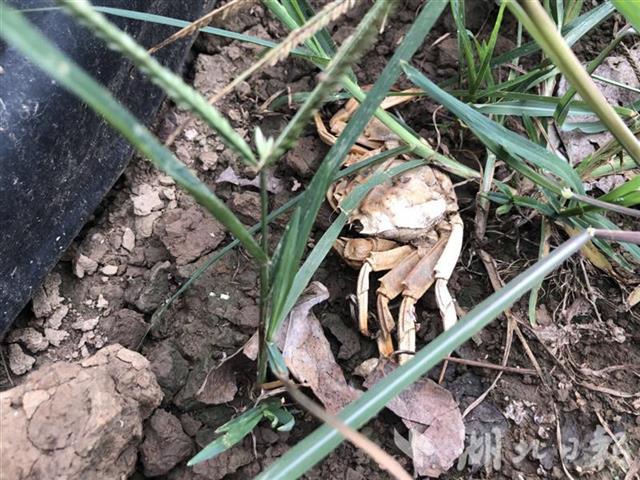 |螃蟹进入收获季第五次蜕壳很关键