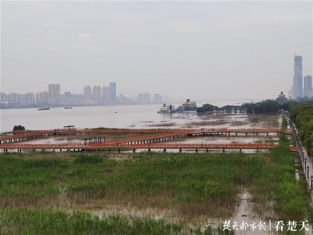 |晚风吹芦花，栈道信步长，汉口江滩观芦花栈道重开放