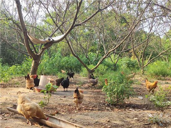 |就业扶贫看鄂州（10）精准脱贫户刘义松：昔日贫困户，今日“带头人”