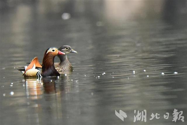 |越冬水鸟651305只湖北101个同步调查点“数鸟”结果公布