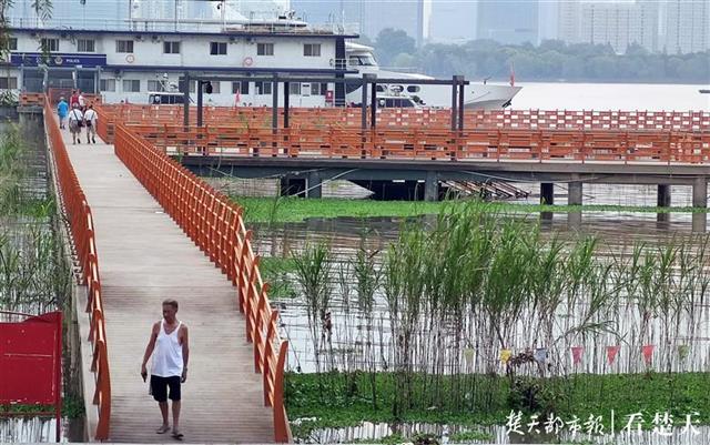 |晚风吹芦花，栈道信步长，汉口江滩观芦花栈道重开放