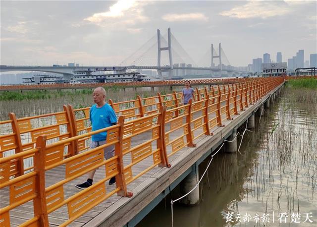 |晚风吹芦花，栈道信步长，汉口江滩观芦花栈道重开放