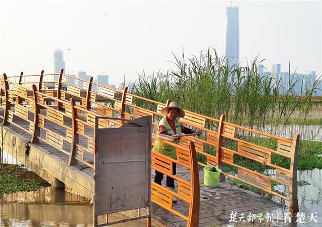 |晚风吹芦花，栈道信步长，汉口江滩观芦花栈道重开放
