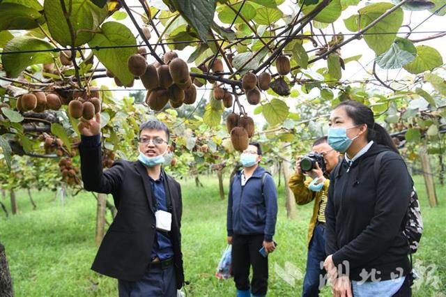 |国家猕猴桃种质资源圃“科普开放月”启动 本报读者探秘猕猴桃“奇异”家族