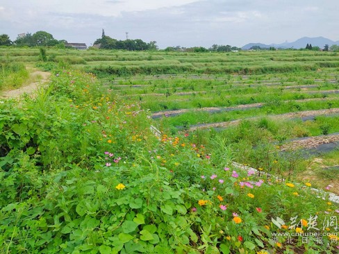 |就业扶贫看鄂州（8）鄂州市樟树岭村：发展产业奔小康