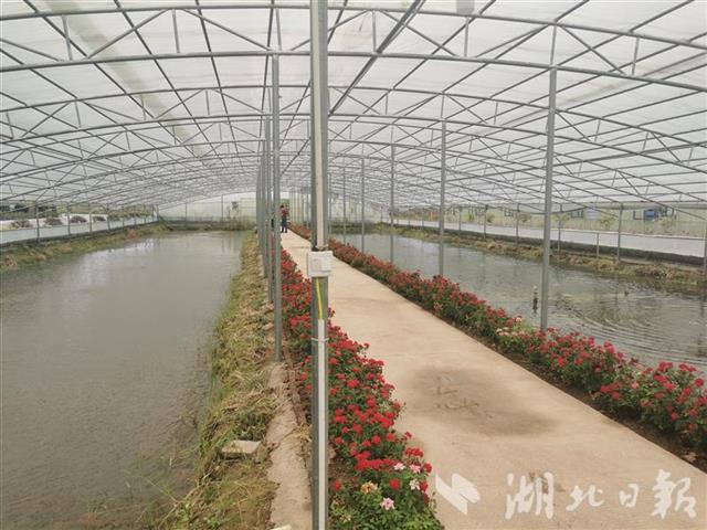 |湖北省垦区累计建成360万亩规模化基地
