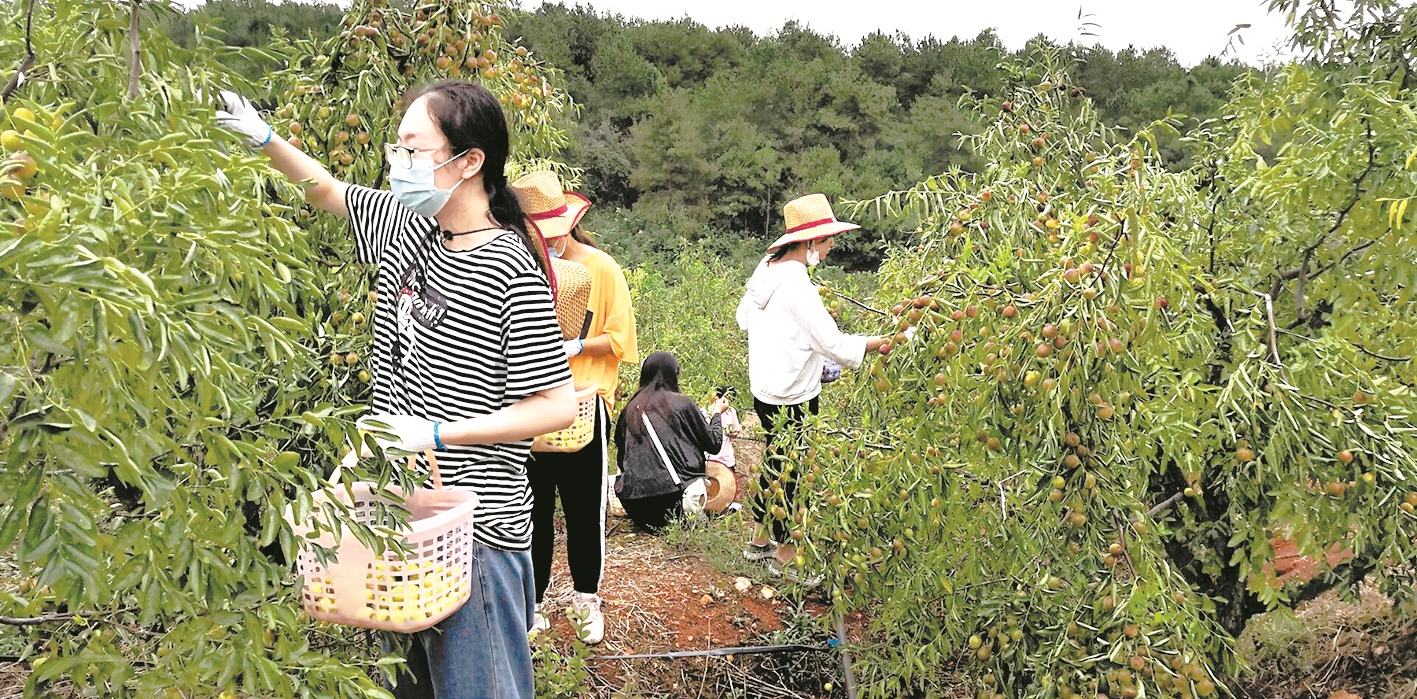 |开学第一课 大学生走进枣园