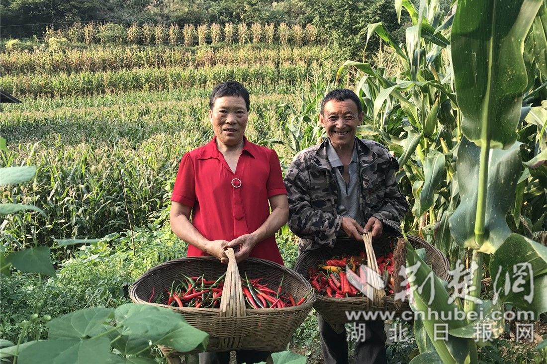 陈如玉夫妇在政策的支持下,不等不靠,依靠勤劳的双手脱贫致富.