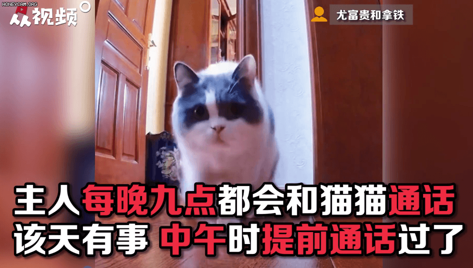 1号站官网神评论|来自喵星人的牵挂